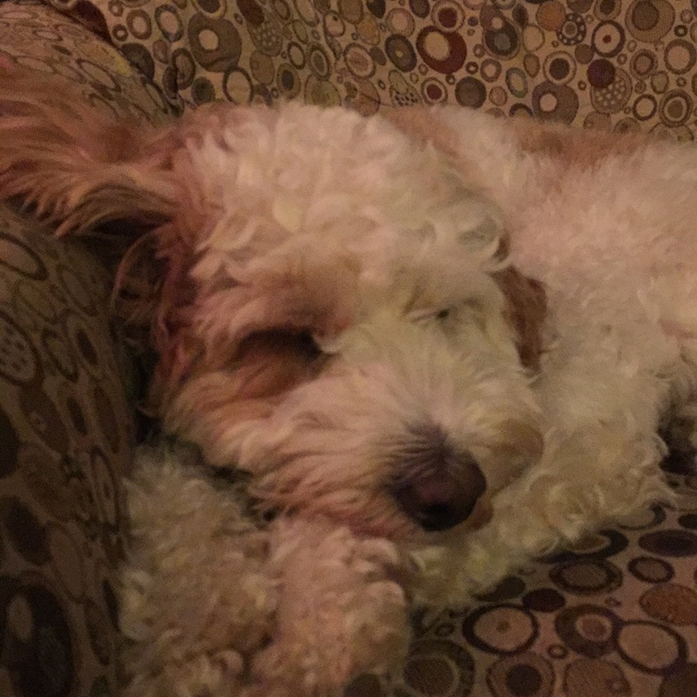 Meet your Posher, Jodie